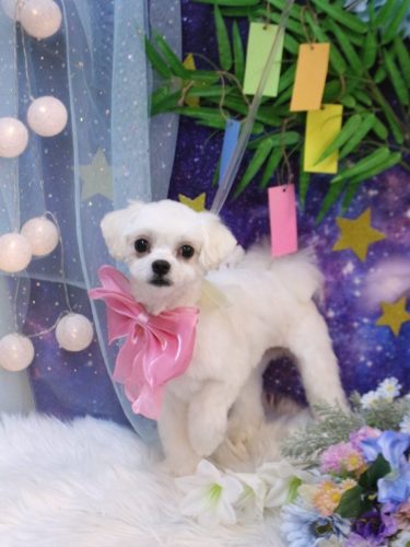 20250715ぽてちゃん